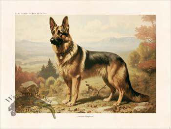 CFA Dog German Shepherd